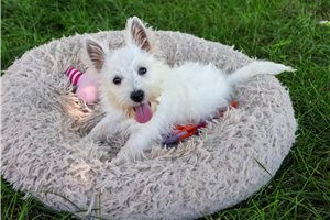Aria - West Highland White Terrier - Westie for sale