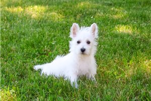 Bandit - West Highland White Terrier - Westie for sale