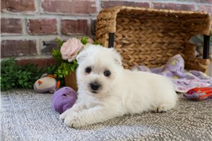 Pistol - West Highland White Terrier - Westie for sale
