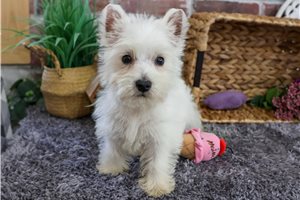 Alara - West Highland White Terrier - Westie for sale