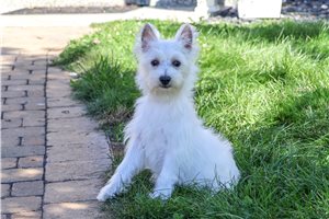 Pistol - West Highland White Terrier - Westie for sale