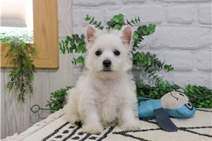 Bandit - West Highland White Terrier - Westie for sale