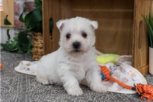 Pumpernickel - West Highland White Terrier - Westie for sale