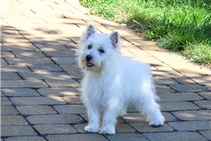Nova - West Highland White Terrier - Westie for sale