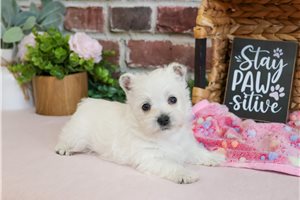 Aria - West Highland White Terrier - Westie for sale