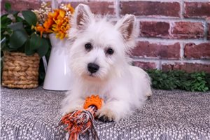 Remington - West Highland White Terrier - Westie for sale