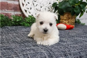Bandit - West Highland White Terrier - Westie for sale