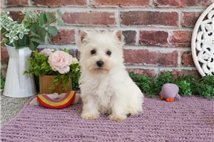 Nova - West Highland White Terrier - Westie for sale