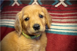 Reagan - Golden Retriever for sale