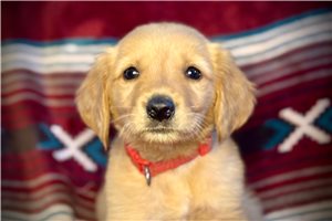 Raylin - Golden Retriever for sale
