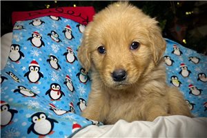 Luna - Golden Retriever for sale