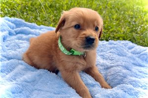 Rebecca - Golden Retriever for sale