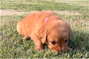 Reid - Golden Retriever for sale