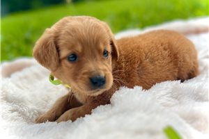 Reagan - puppy for sale