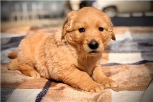 Hoover - Golden Retriever for sale