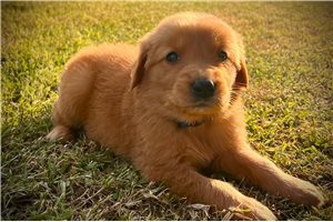 Reid - Golden Retriever for sale