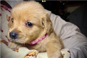 Lucy - Golden Retriever for sale