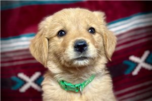 Regina - Golden Retriever for sale