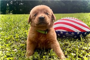 Reid - Golden Retriever for sale
