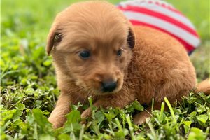 Reid - puppy for sale