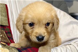 Lily - Golden Retriever for sale