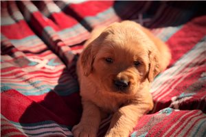 Hogan - puppy for sale