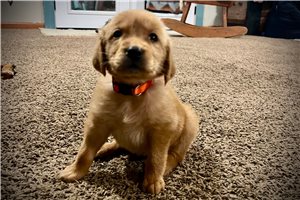 Layla - Golden Retriever for sale