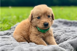Regina - puppy for sale