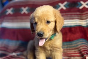 Regina - Golden Retriever for sale