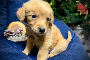 Leilani - Golden Retriever for sale