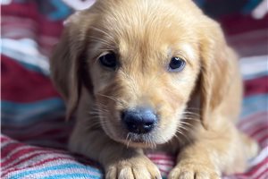 Reid - Golden Retriever for sale