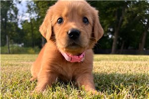 Reid - Golden Retriever for sale