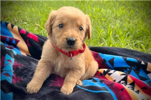Raylin - puppy for sale