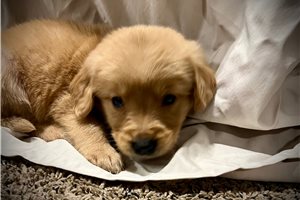 Lucas - Golden Retriever for sale