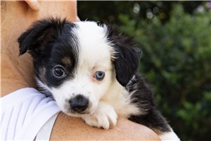 Bloom - Miniature Australian Shepherd for sale