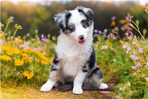 Callie - puppy for sale