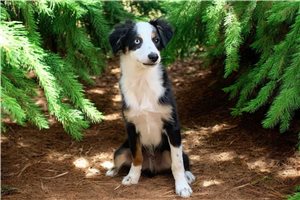 Chester - Miniature Australian Shepherd for sale