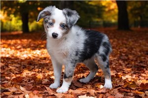 Clint - puppy for sale