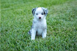 Bella - Miniature Australian Shepherd for sale