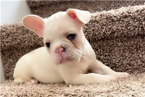 Sloane - French Bulldog for sale