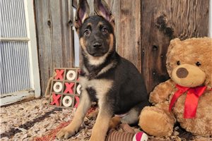 Kamila - German Shepherd for sale