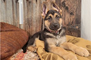 Paulette - German Shepherd for sale