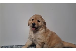 Isaac - Golden Retriever for sale