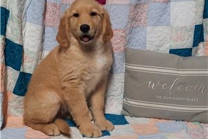 Irene - Golden Retriever for sale