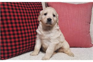 Bailey - Golden Retriever for sale