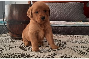 Kingston - puppy for sale