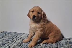 Irene - puppy for sale