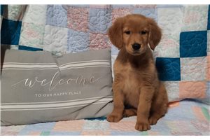 Katherine - Golden Retriever for sale