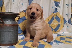 Perro - Golden Retriever for sale