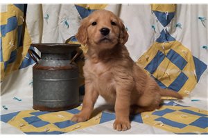 Peony - puppy for sale